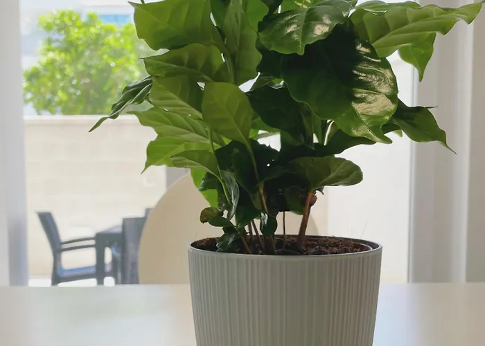 Mediterra Apartment Lecce